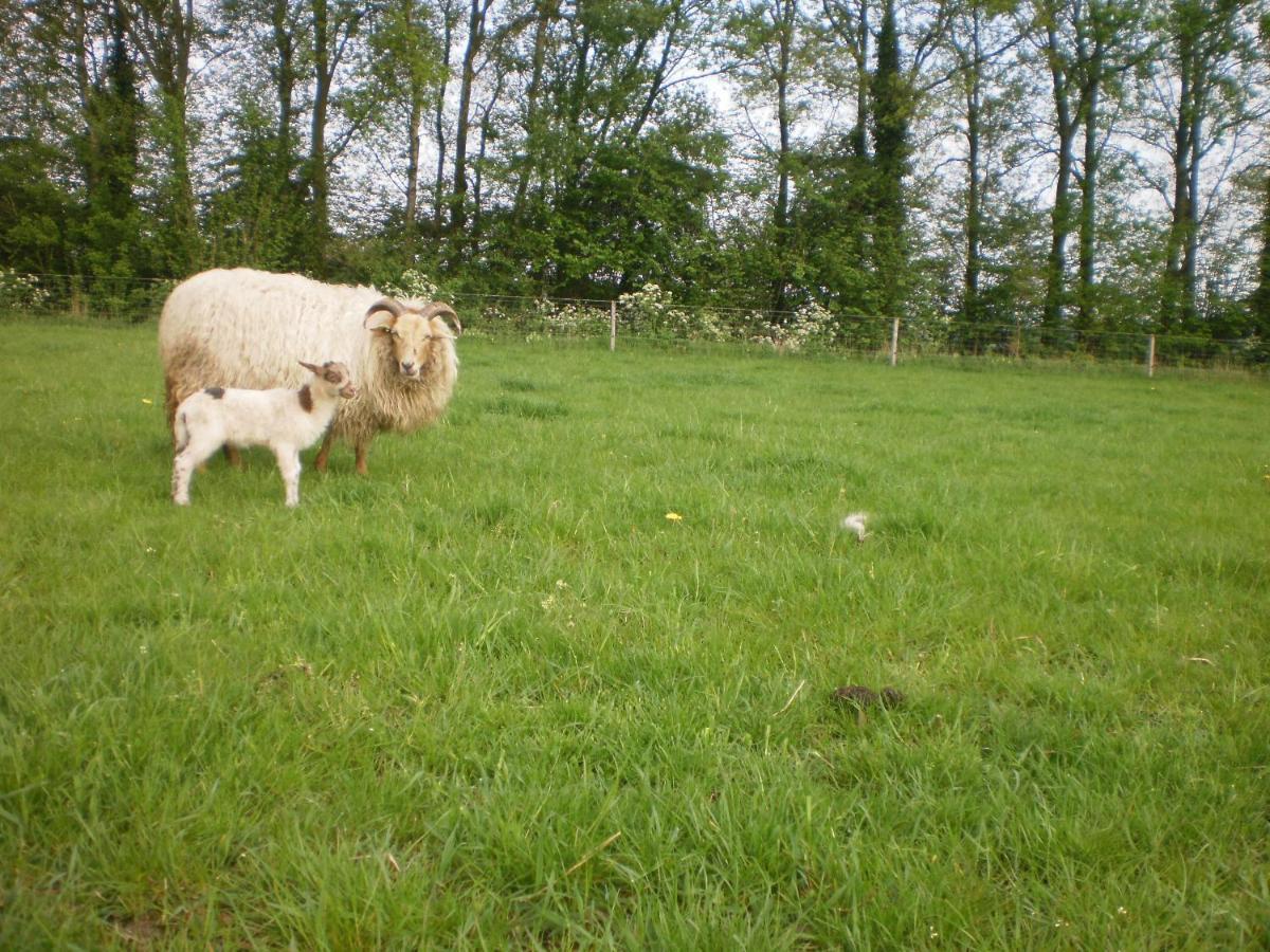 Boerderijkamer Korenbloem Onstwedde 외부 사진