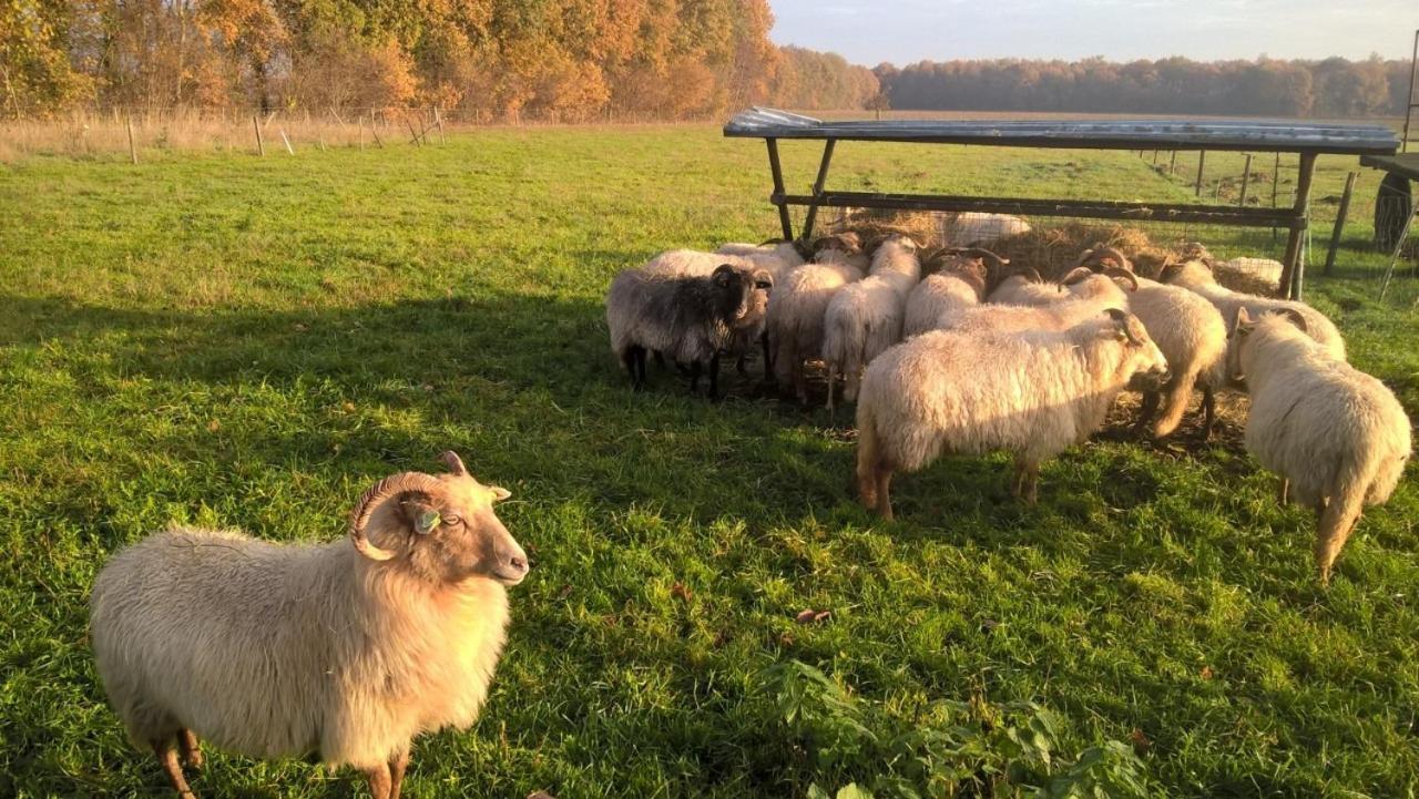 Boerderijkamer Korenbloem Onstwedde 외부 사진