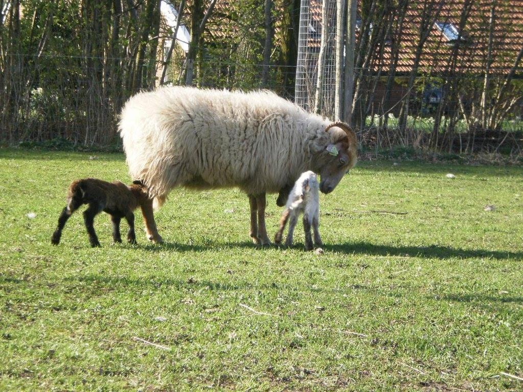 Boerderijkamer Korenbloem Onstwedde 외부 사진