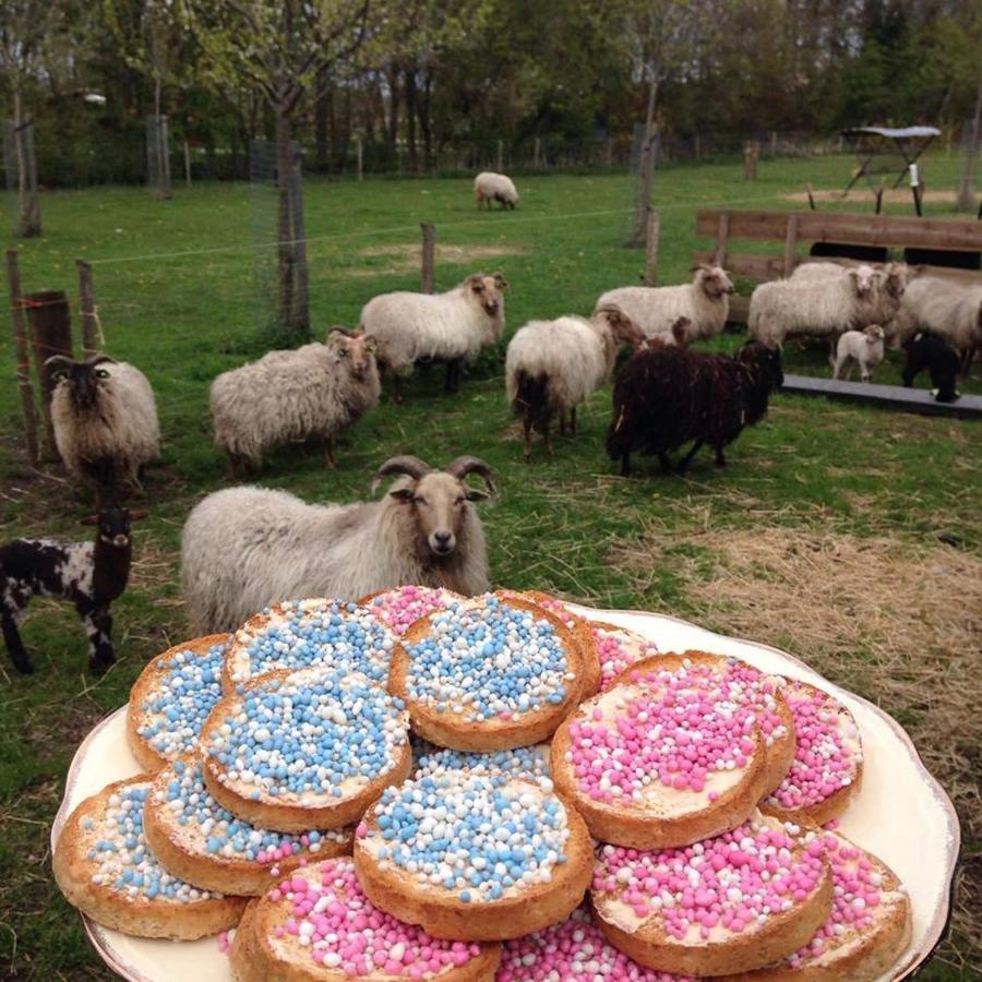 Boerderijkamer Korenbloem Onstwedde 외부 사진